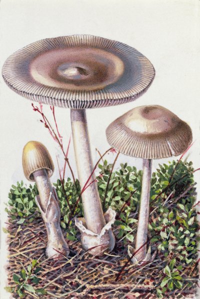Estudio de Hongos de Josef Fleischmann